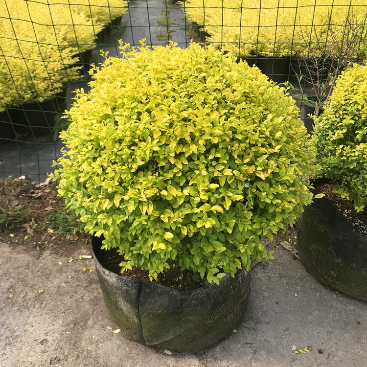 花镜植物亮晶女贞苗金黄女贞亮金女贞金冠女贞树苗耐寒耐冻植物