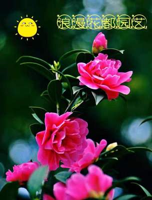 四季开花杜鹃红山茶花嫁接盆栽带花苞室内庭院名贵绿植云南红山茶