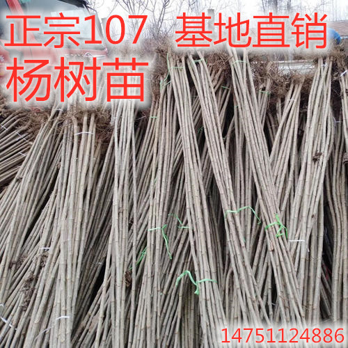 白杨树苗 白杨树 杨树苗 107速生杨树苗 植树造林 白杨苗包邮