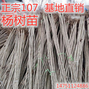 白杨树苗 白杨树 杨树苗 107速生杨树苗 植树造林 白杨苗包邮