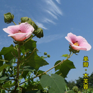 大花单瓣木芙蓉花苗拒霜花木莲地芙蓉华木芙蓉树苗庭院别墅植物