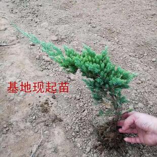 绿化工程地柏苗爬地柏苗地柏盆景素材铺地柏树苗爬地柏松铺地植物
