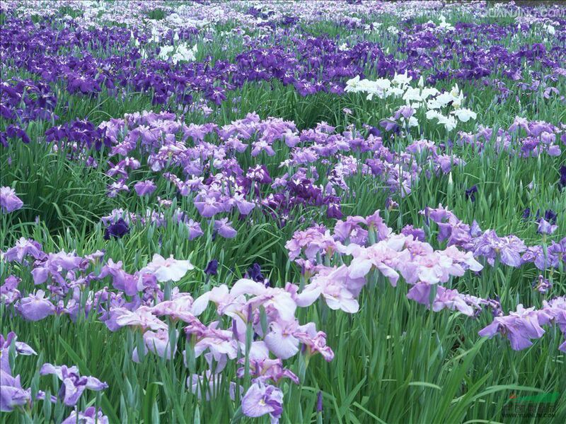 蝴蝶兰花苗小苗素材模板 蝴蝶兰花苗小苗图片下载 小麦优选