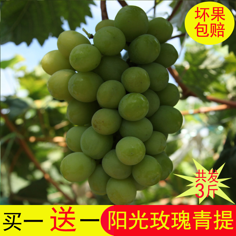 云南阳光玫瑰青提葡萄新鲜水果无籽香印晴王提子3斤孕妇水果包邮|msdalam kategori daging perikanan/Buah-buahan segar dan sayur-sayuran/dimasak, buah-buahan segar, Grape/Raisin - dari Buy2taobao.com untuk memberikan perkhidmatan ejen Taobao profesional membeli
