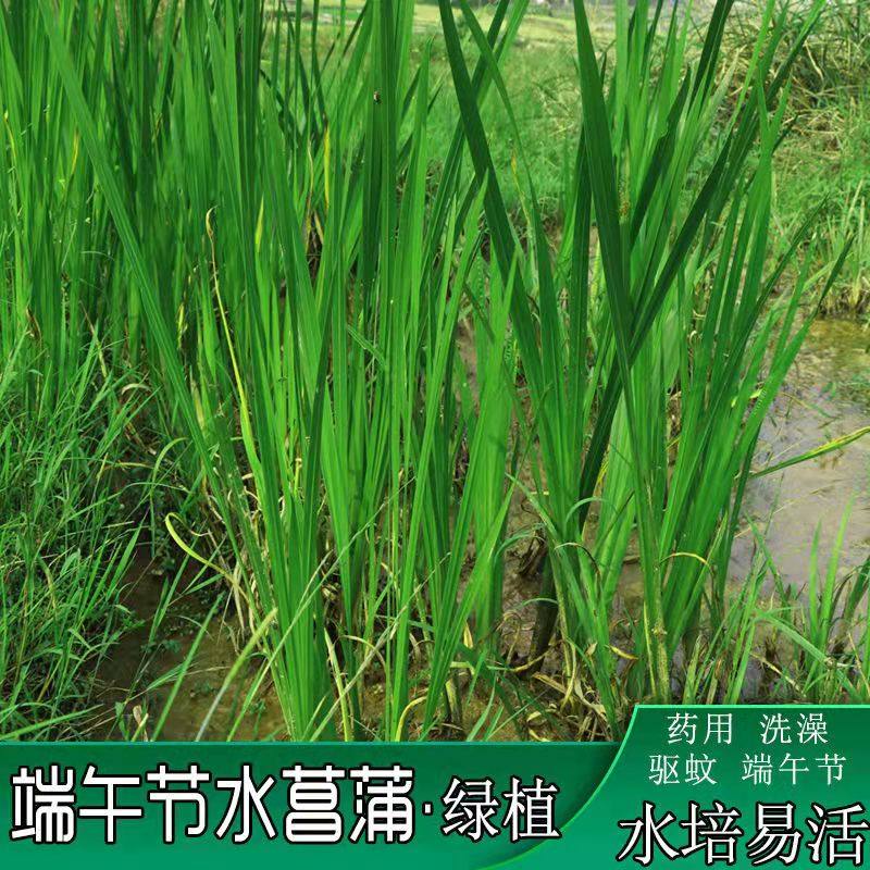 养鱼水草鱼缸造景 香蒲草 芦苇黄菖蒲多年生宿根水生植物净化水质