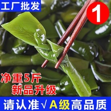 中型5斤 出口级新鲜盐渍海带结海带扣新嫩半干货免蒸火锅串串食材