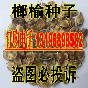 新采榔榆种子白榆种子小叶榆种子榔榆树种子秋榆种子林木种子包邮