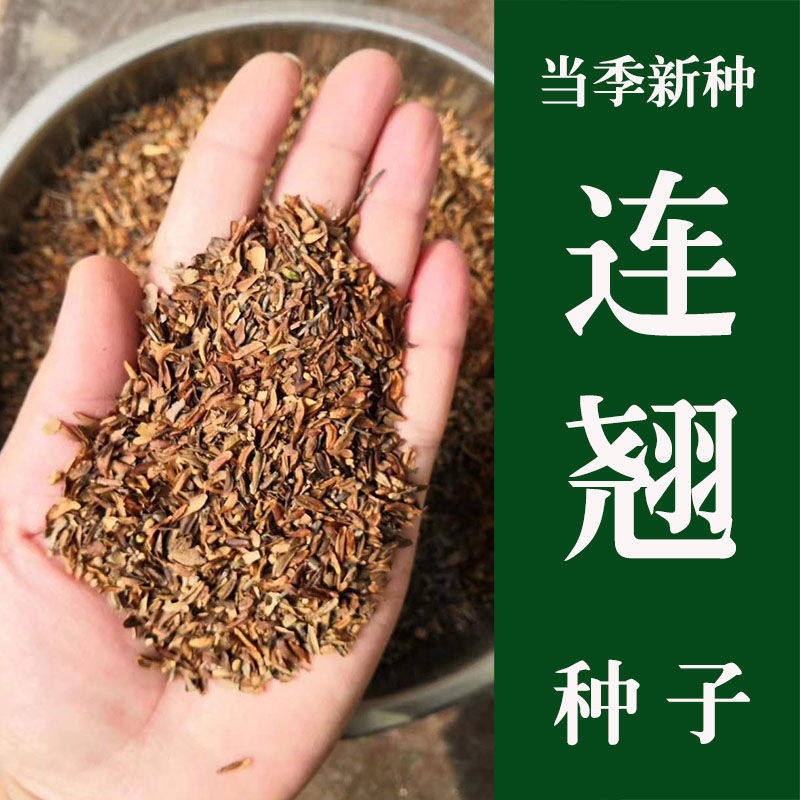 连翘种子 连翘花种子 连壳种子 青翘种子 庭院阳台绿化 林木种子