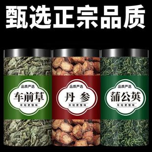车前草蒲公英丹参中药材正品新鲜干货泡水泡茶喝的功效与作用丹参