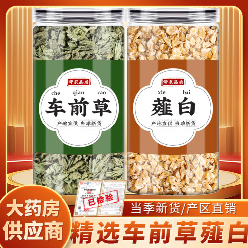 薤白车前草中药材煮水的功效新鲜