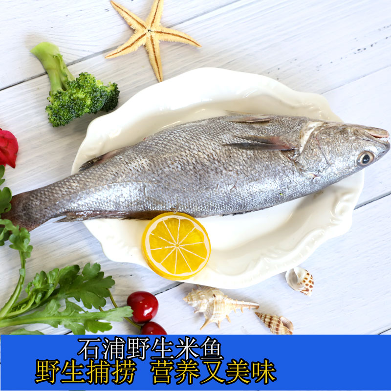 舟山野生米鱼东海新鲜鮸鱼鲜活水产石浦海鱼海鲜鱼类1.8--2斤/条