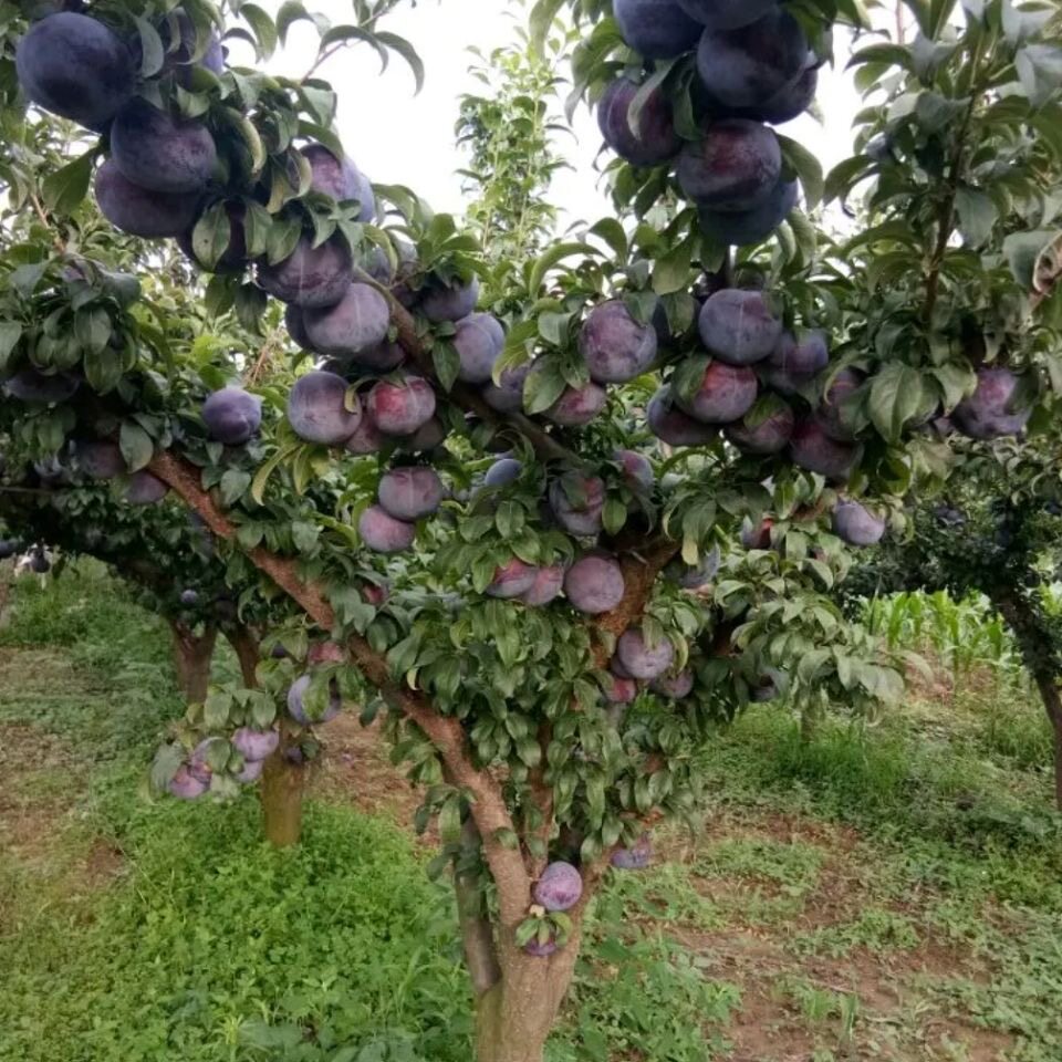 【粗度5公分】精品黑霸王李子大树苗南北方种植果大密集带土发货