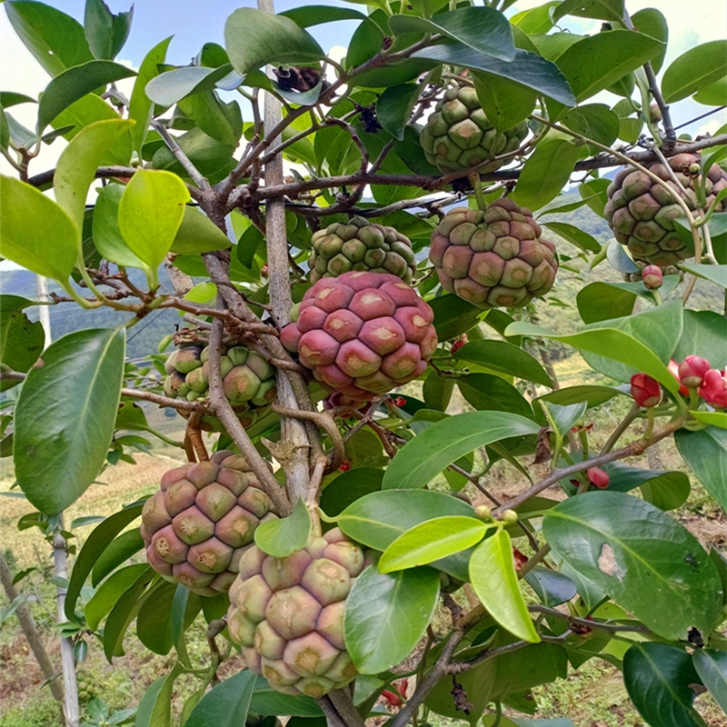 布福娜植物品种阳台盆栽黑老虎苗