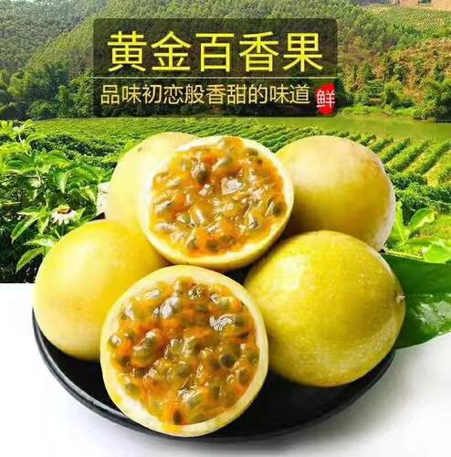 当年结果百香果苗黄金百香果苗黄金9号百香果苗纯甜不酸盆栽果树