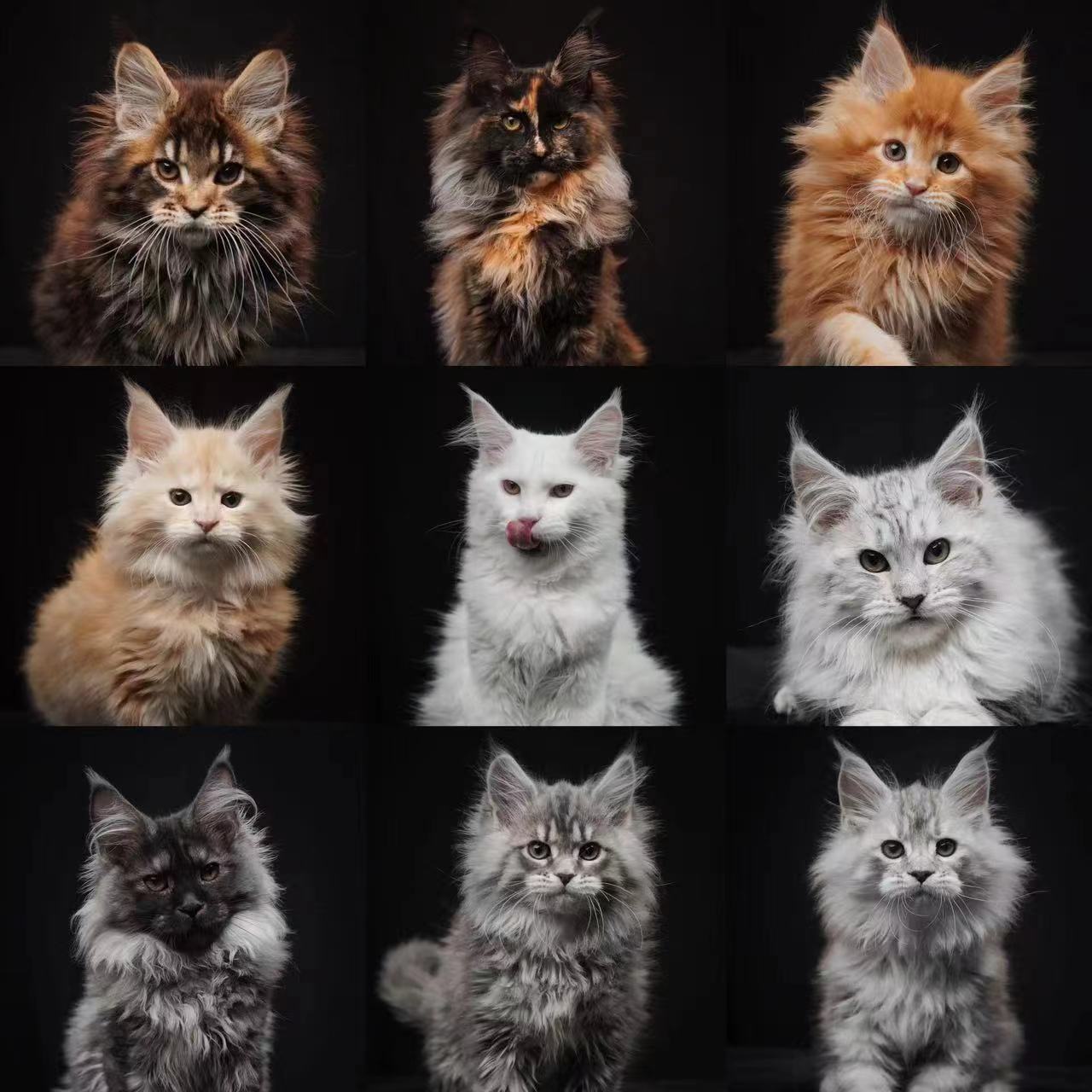大天使缅因猫幼猫曼基康矮脚猫