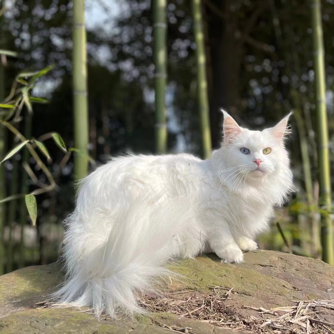 缅因猫幼猫纯种巨型猫纯白俄罗斯赛级银虎幼崽上海大天使缅因猫舍