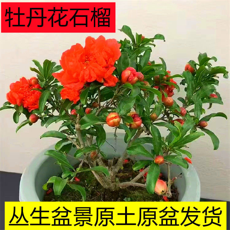 大花重瓣牡丹花石榴观花室内室外阳台庭院特色花卉原土原盆发货