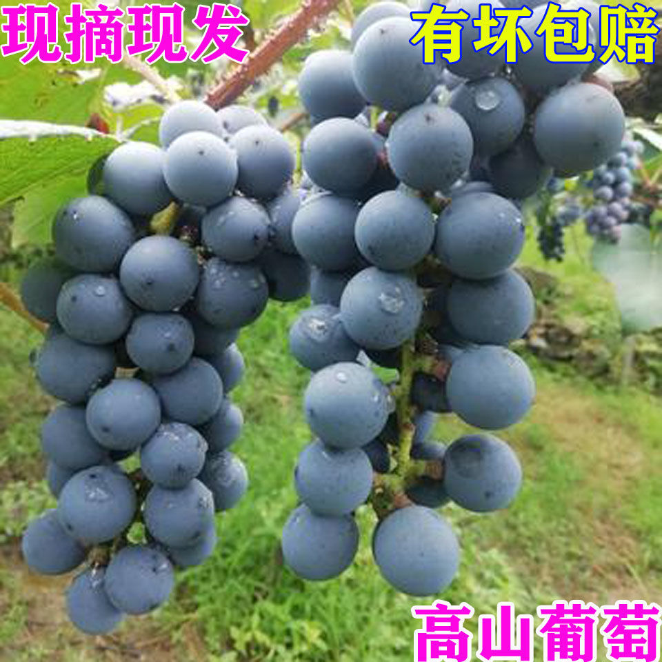 湖南怀化芷江高山葡萄刺葡萄鲜食葡萄/提子
