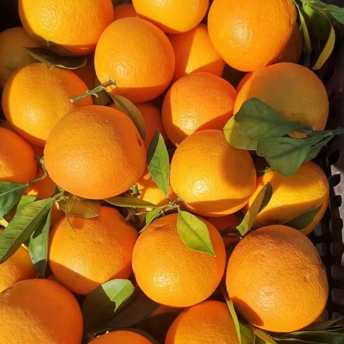 阳光一号桔柚湖南怀化芷江禾梨坳新鲜水果产地直销低廉价格超划算
