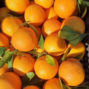 阳光一号桔柚湖南怀化芷江禾梨坳新鲜水果产地直销低廉价格超划算