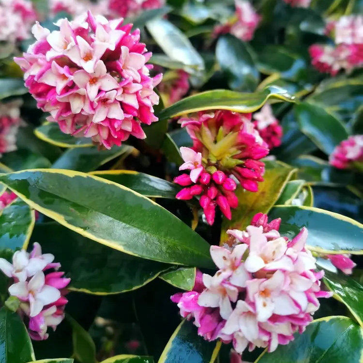 金边瑞香浓香型懒人植物盆栽花卉绿植盆景老桩室内客厅庭院耐寒花,鲜花速递/花卉仿真/绿植园艺,观叶 /花灌木,淘宝优惠券,粉丝福利购,淘宝优惠卷