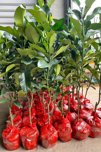 正宗福建平和琯溪嫁接柚子树苗红心甜三红柚红皮红肉大果蜜柚苗