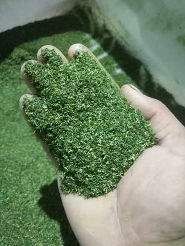 厦门特产苔条碎也生青海苔丝泉州虎浒苔原材料规格芝麻大买四送一