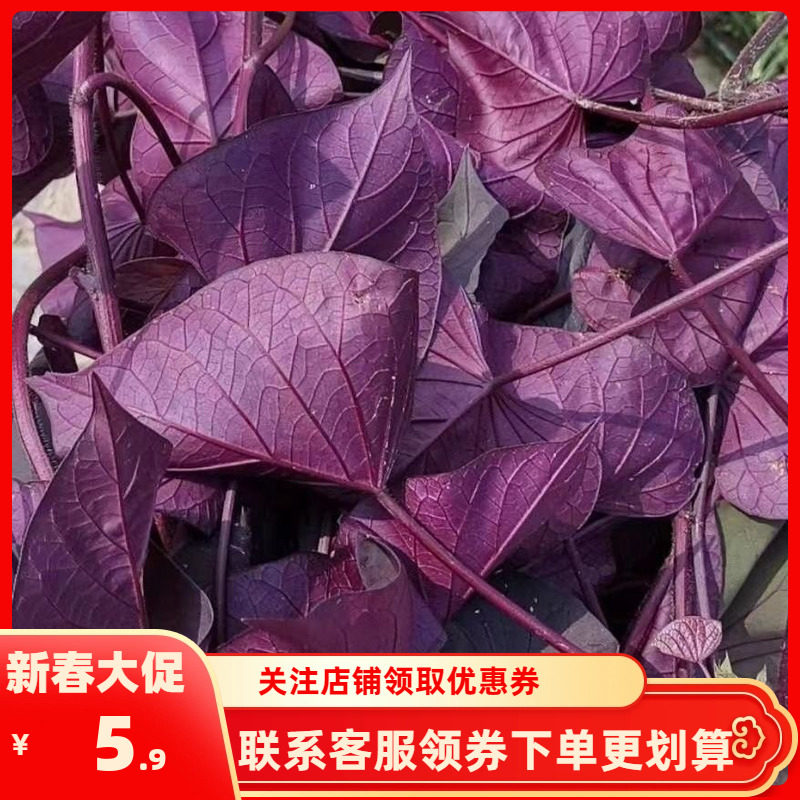 紫色专吃叶红薯叶地瓜叶苕尖花青素含量高可盆栽绿植食用红薯藤,鲜花速递/花卉仿真/绿植园艺,绿植,淘宝优惠券,粉丝福利购,淘宝优惠卷