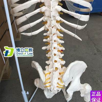 高档人体脊柱模型骨骼脊椎成人1:1颈C椎胸椎肋骨盆盆整骨胸骨肋骨