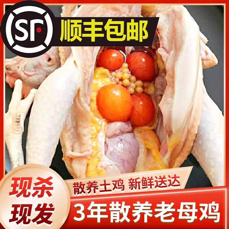 散养老母鸡农家土鸡笨鸡柴鸡