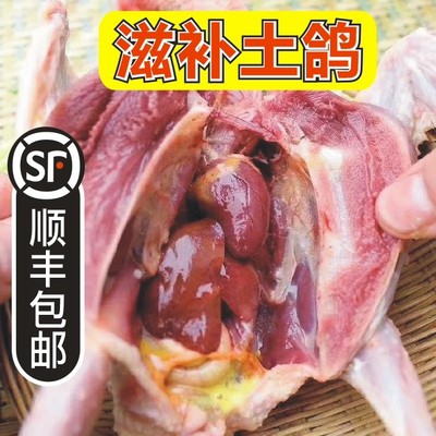 农家散养新鲜乳鸽发3只鸽子肉生鲜冷冻土现杀老鸽子天落肉鸽真鸽