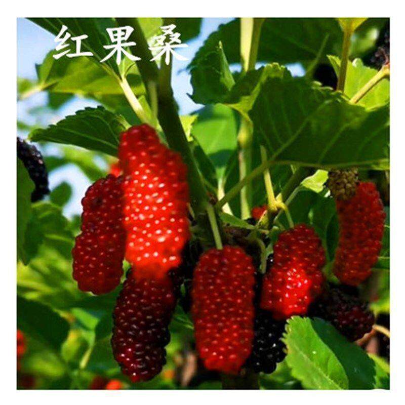 正宗果桑 嫁接日本富士红果桑苗 桑果苗 桑树苗 桑葚苗 桑椹树苗