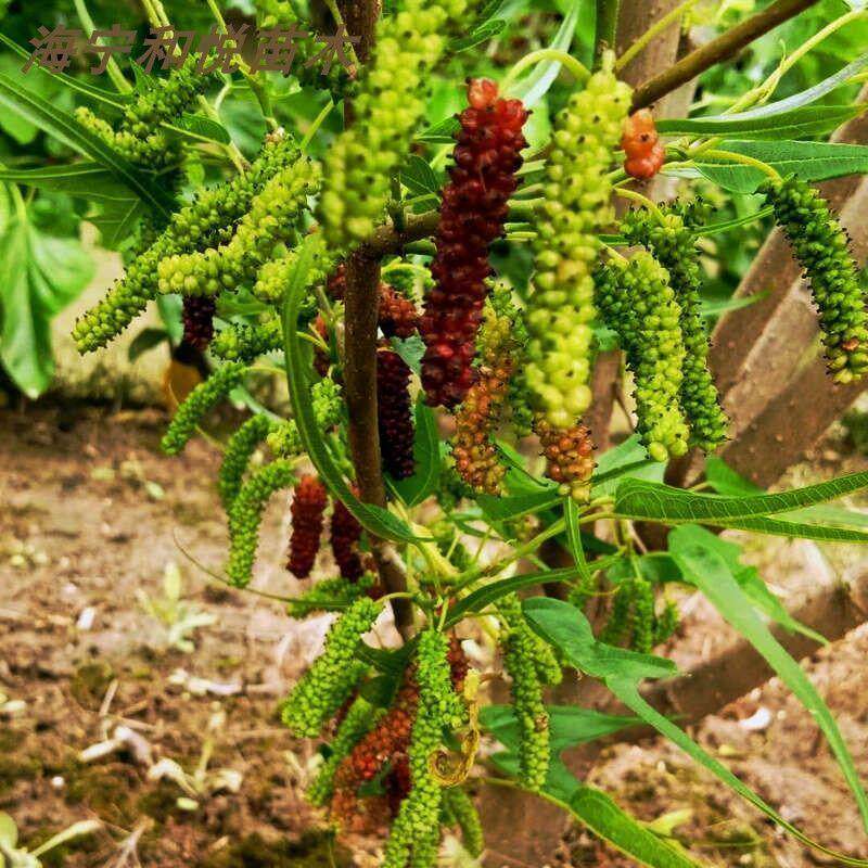 鸡甜桑鸡爪桑 鸡脚叶桑葚树苗兼观赏桑 食用特甜桑椹苗海宁嫁接桑