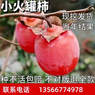 火晶柿子苗南北方庭院地栽红灯笼柿子树苗盆栽嫁接小火罐当年结果