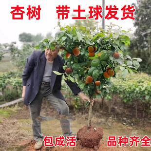 大杏树果苗嫁接早熟沙金红甜杏树苗庭院盆地栽南北方种植当年结果