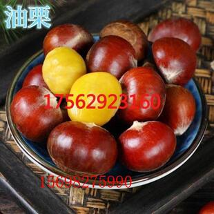 油栗苗嫁接果树苗封开板栗南北方四季种植特大庭院地栽当年结果正