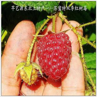 红树莓苗双季波尔卡苏蜜特红树莓覆盆子四季盆栽当年结果果树树苗