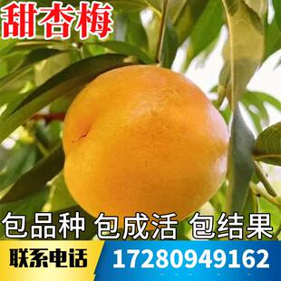 黄金甜杏梅树果苗南北方种植特大号杏树活苗盆栽嫁接早熟当年结果