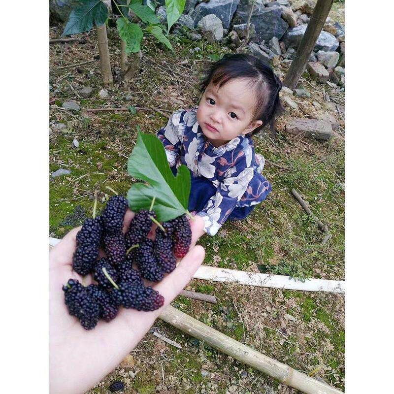 桑树苗各种水果苗南方北方四季盆栽种植台湾长果桑苗桑椹当年结果