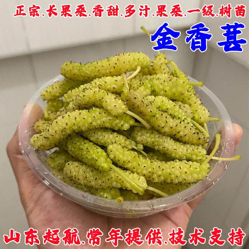 香金蜜白色长果桑香金葚桑葚树苗盆栽地栽耐寒甜桑葚苗南北方种植