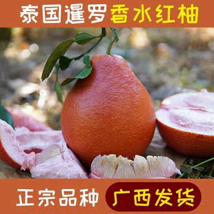 红柚香水柚泰国暹罗柚红皮柚子嫁接真苗带叶带泥