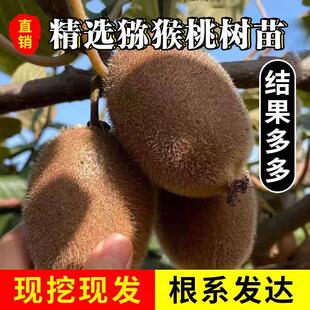 猕猴桃树苗公母同株盆栽地栽庭院耐寒南北方种植黄心软枣猕猴桃