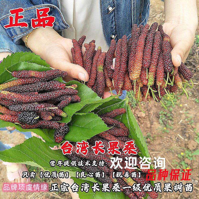 桑葚苗嫁接台湾四季长果桑树苗桑树活苗盆栽地栽果桑苗北南方种植