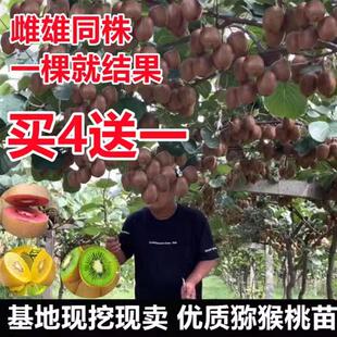 南北种植雌雄同体猕猴桃红心苗庭院猕猴桃树苗栽猕猴桃果苗盆栽地