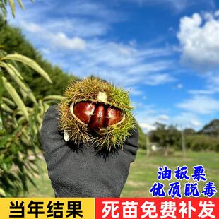 油板栗树苗嫁接油栗子苗封开油栗南北方种植果树苗盆栽地栽软糯