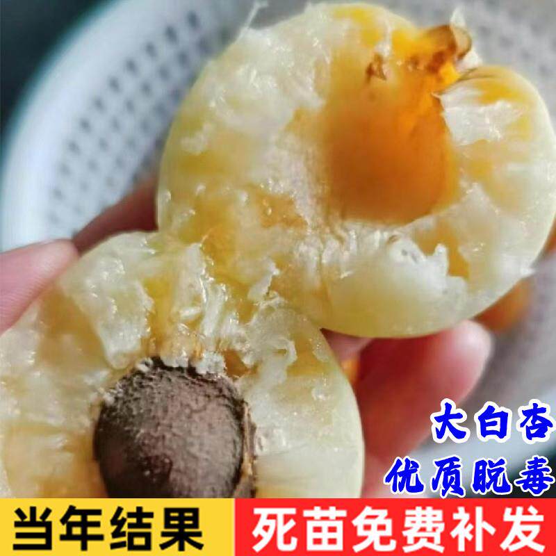 杏树果苗嫁接新疆大白杏树苗甜脆早熟白杏南北方种植当年结果树苗