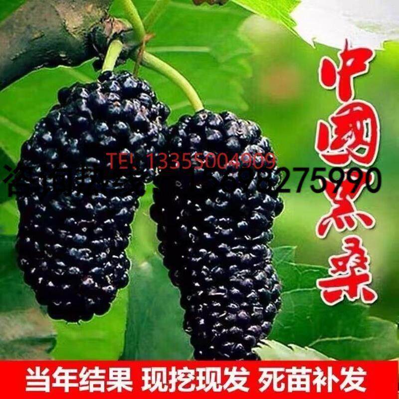 长果桑葚树苗台湾桑椹桑甚带果桑树活苗嫁接盆栽室内果树果苗阳台