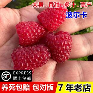 双季无刺波尔卡红树莓苗盆栽地栽爬藤纯甜覆盆子树苗南方北方种植