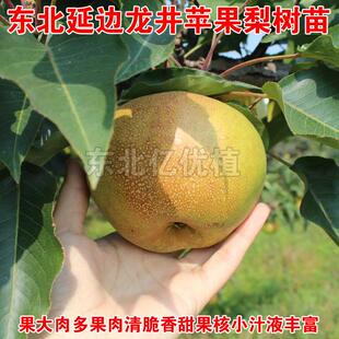 东北延边龙井苹果梨树苗延吉苹果梨苗耐寒抗冻晚熟冻梨苗当年结果