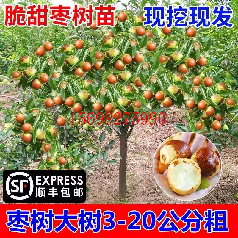 枣树活苗特大脆甜沾化冬枣南方北方庭院果树老桩金丝枣嫁接枣树苗